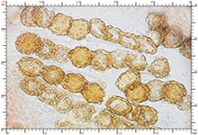 Genea fragrans